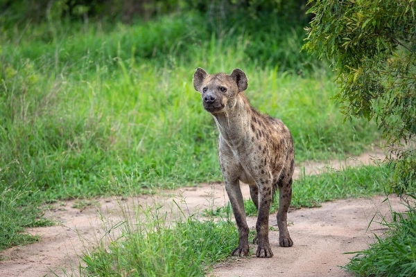 Hotel Honeyguide Tented Safari Camps - Montobeni (Orpen Rest Camp)